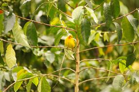 leaves tree bird nature