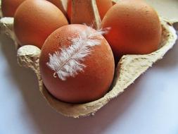 Eggs Chicken bird feather on an eggFeather White