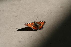 Butterfly Peacock Insect at shadow