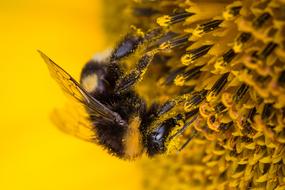 Close-up of the hummel on the beautiful, yellow and brown sunflower