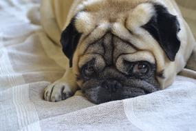 domestic Dog Pug Lying