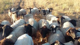 sheep walking landscape view