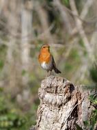 Robin Trunk Pit-Roig