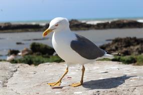 Seagull Bird at wildlife