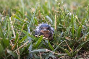 Bird Baby