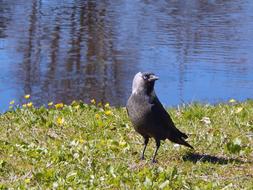 black crow on the lake in Saku, Estonia