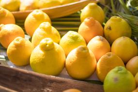 sour lemons harvest