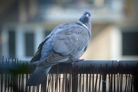 City blue Pigeon