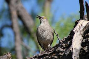 Wild Bird Animal