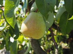 ripe pear on a tree
