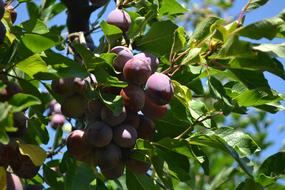 grapes on the tree are delicious