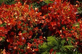 flowers red green view landscape