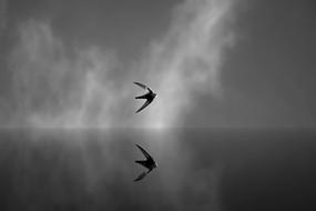 swallow, reflection, gray sky