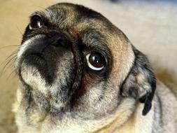 Dog Pug Animal