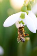 Insect Bee Flower