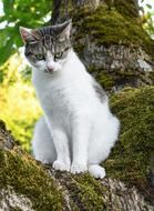 cat on a tree close up