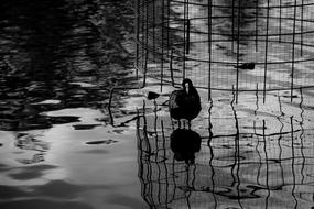 Black And White photo of Bird Reflection