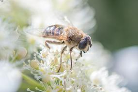 Insect Bee Wasp