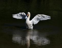 Beautiful and colorful swan with open wings, on the water with ripple