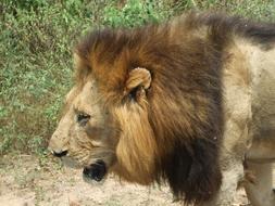 Lion South Africa King Of The