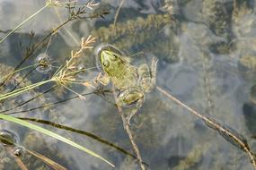 Green Frog in Water Pond