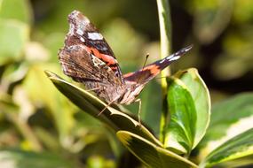 Close-up of the colorful and beautiful admiral butterfly on the plant with leaves