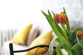 bouquet of tulips in the apartment