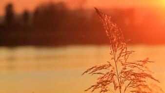 Beautiful sunset view of the plants