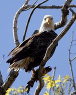 Eagle Bird Wing