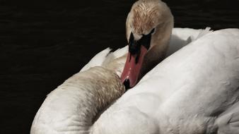 Labut Aqueous swan bird