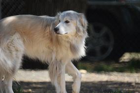 photo of Pyrenees Dog Husky