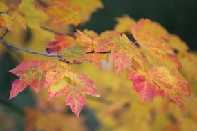 leaves orange red