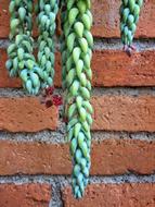 Succulent House wall