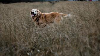 Golden Dog on Field