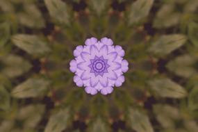 background abstract texture graphic flower