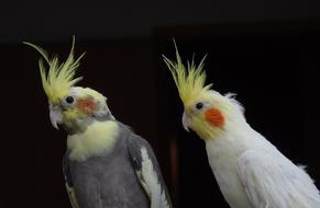 Cockatiel Parrots Cockatoo