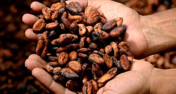 Hands Cocoa