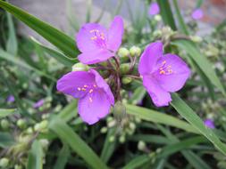 flowers purple beautiful landscape view