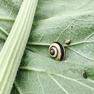 green leaf snail