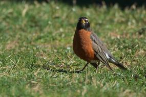 Cute, colorful and beautiful robin bird among the green grass