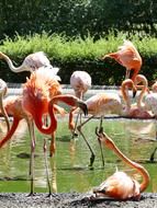 Flamingo Flamingos Pink