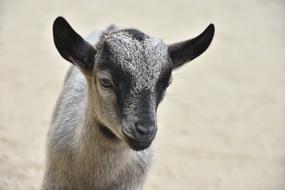 goat with black ears