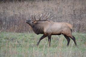 moose running grass