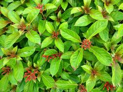 bush leaves flowers