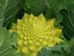 green broccoli in the garden