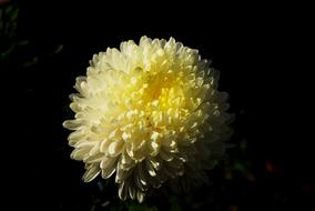 yellow flower leaves