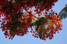 red flowers wood