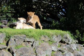 Lion Lions Couple Zoo