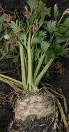 green leaves on a vegetable