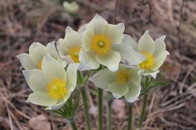 Phlomis Snowdrops Flowers